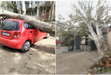 Дерева не витримують: 26 квітня 2026 року в Миколаєві.