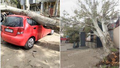 Дерева не витримують: 26 квітня 2026 року в Миколаєві.