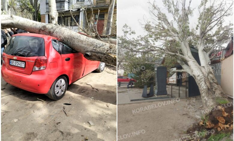 Дерева не витримують: 26 квітня 2026 року в Миколаєві.