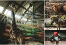 Миколаївському зоопарку 125 років