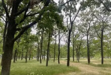 Сквер, який можуть знищити