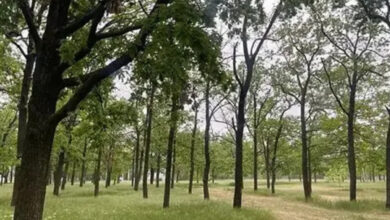 Сквер, який можуть знищити