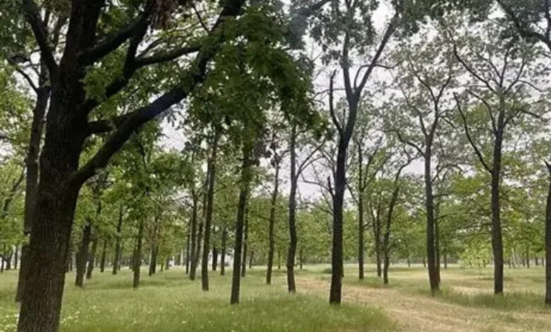 Сквер, який можуть знищити