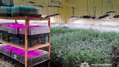 Наркотична плантація "за наукою"