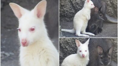 Зворушлива сім'я