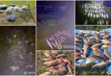 Вилучена риба, плавзасоби та сітки