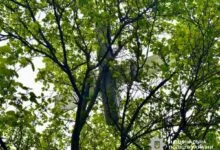 ворожий безпілотник на дереві