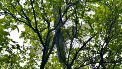 ворожий безпілотник на дереві