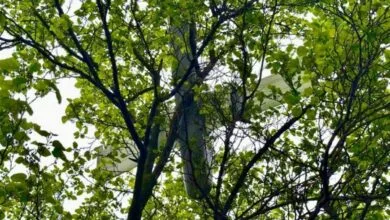 ворожий безпілотник на дереві