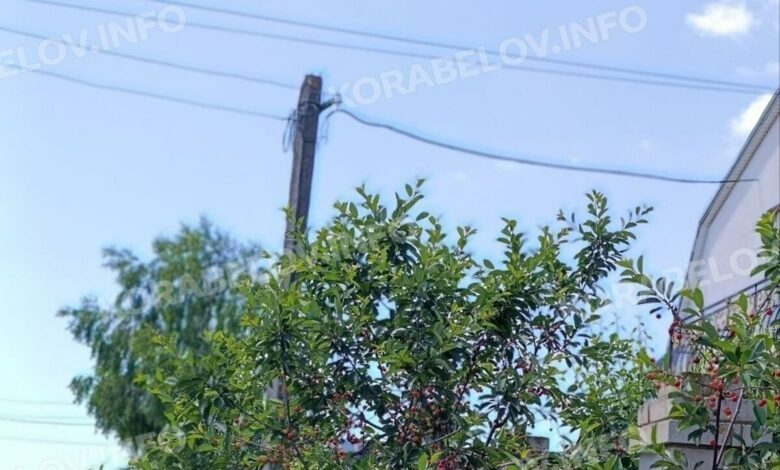 Електромережі Корабельного району