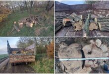 Результати "хазяйнування" чорних лісорубів