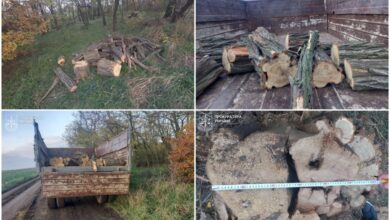 Результати "хазяйнування" чорних лісорубів