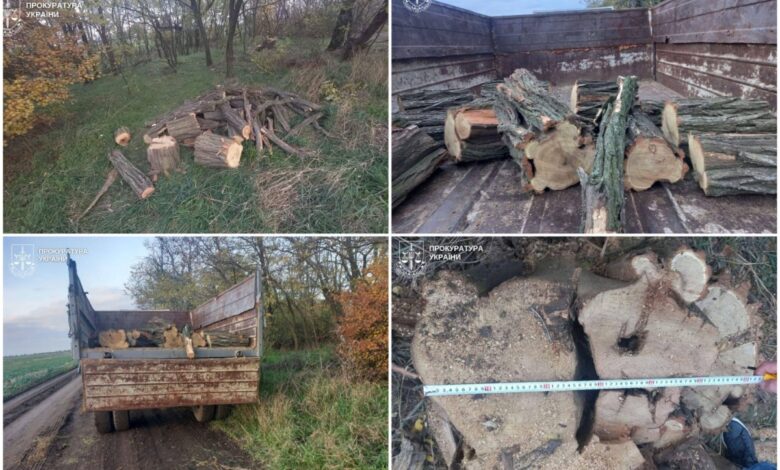 Результати "хазяйнування" чорних лісорубів