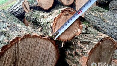 Лісові насадження у Веселинівській громаді після незаконної порубки дерев