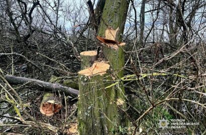 Лісові насадження у Веселинівській громаді після незаконної порубки дерев