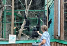 Відвідувачі годують приматів під час екскурсії в Миколаївському зоопарку
