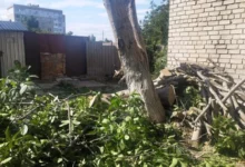 Незаконно спиляний горіх на вулиці 3-й Слобідській у Миколаєві