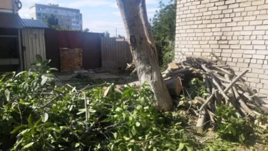 Незаконно спиляний горіх на вулиці 3-й Слобідській у Миколаєві
