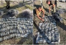 наловив риби на півмільйона