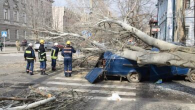 Автомобіль Mercedes-Benz, пошкоджений падінням дерева на вулиці Маріупольській у Миколаєві