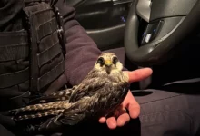 Поранений хижий птах, якого патрульні забрали з дороги в Миколаєві