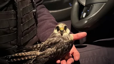 Поранений хижий птах, якого патрульні забрали з дороги в Миколаєві