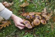 Випадок госпіталізації після вживання лісових грибів на Миколаївщині