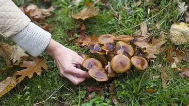 Випадок госпіталізації після вживання лісових грибів на Миколаївщині