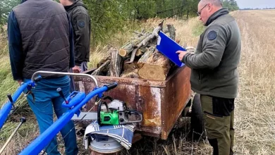 Пошкоджені дерева білої акації у полезахисній лісосмузі на Миколаївщині