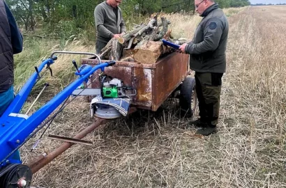 Пошкоджені дерева білої акації у полезахисній лісосмузі на Миколаївщині