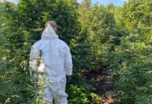 Вилучені кущі конопель і висушений канабіс на Миколаївщині