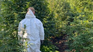 Вилучені кущі конопель і висушений канабіс на Миколаївщині