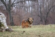Брифінг щодо укусів тварин і профілактики сказу на Миколаївщині