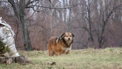 Брифінг щодо укусів тварин і профілактики сказу на Миколаївщині