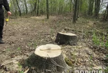 Наслідки незаконного спилювання трьох ясенів у Прибужанівській громаді