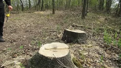 Наслідки незаконного спилювання трьох ясенів у Прибужанівській громаді