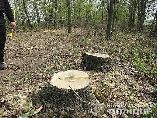 Наслідки незаконного спилювання трьох ясенів у Прибужанівській громаді