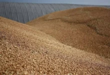 Працівники держпідприємства на Миколаївщині намагалися вивезти зерно державного резерву