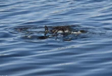 Водолаз шукає людину під водою