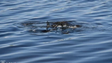 Водолаз шукає людину під водою