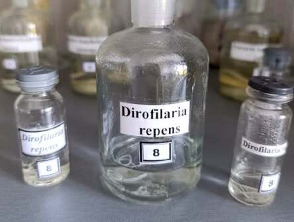 Небезпечний гельмінт в лабораторії