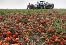 Поле з помідорами на Миколаївщині, яке фермер вирішив переорати