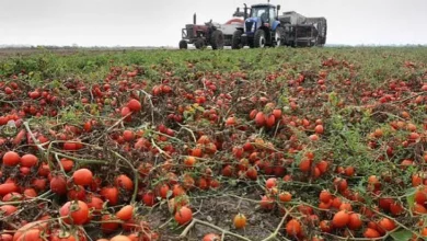 Поле з помідорами на Миколаївщині, яке фермер вирішив переорати