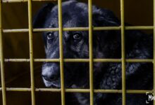 Посилення законодавчого захисту тварин від жорстокого поводження в Україні