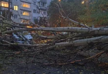 Тополі впали на припарковані автомобілі у дворі на 3-й Слобідській у Миколаєві