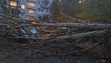Тополі впали на припарковані автомобілі у дворі на 3-й Слобідській у Миколаєві