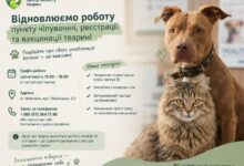 Відновлення роботи пункту чіпування, реєстрації та вакцинації домашніх тварин у Миколаєві
