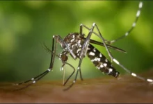 Азіатський тигровий комар Aedes albopictus