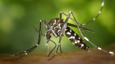 Азіатський тигровий комар Aedes albopictus