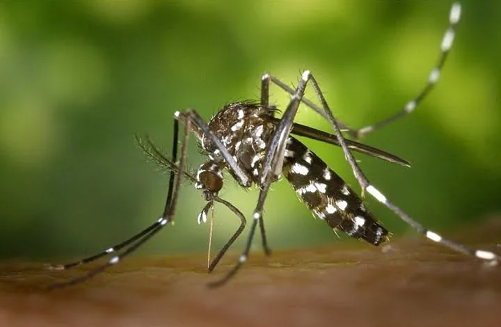 Азіатський тигровий комар Aedes albopictus
